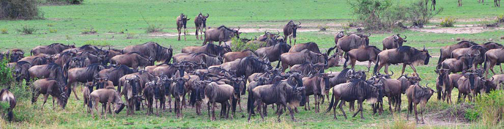 migrazione degli gnu