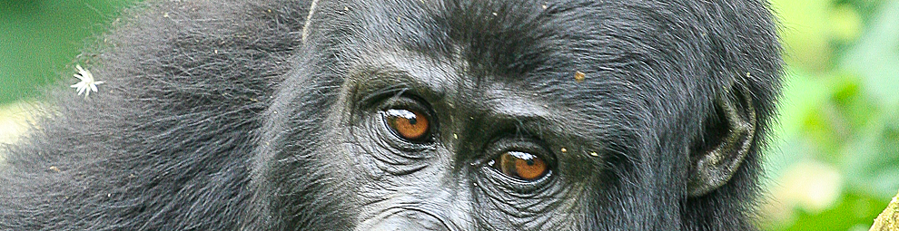 gorilla di montagna